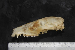 Philander opossum fuscogriseus
