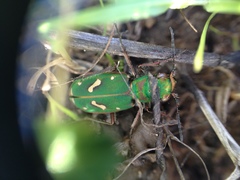 Cicindela ohlone