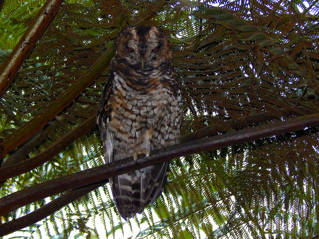 Rufous-banded Owl (Strix albitarsis) photo
