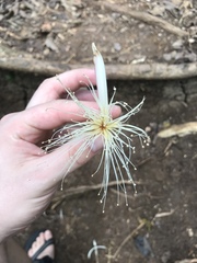 Pochota fendleri