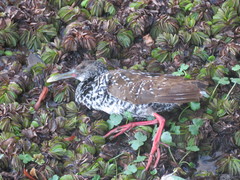 Pardirallus maculatus