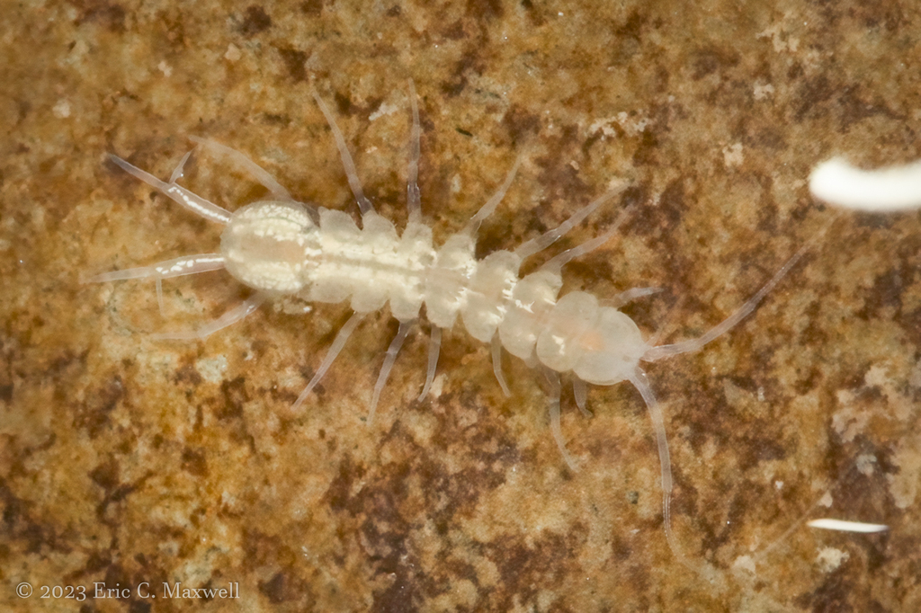 Stygian Cave Isopod