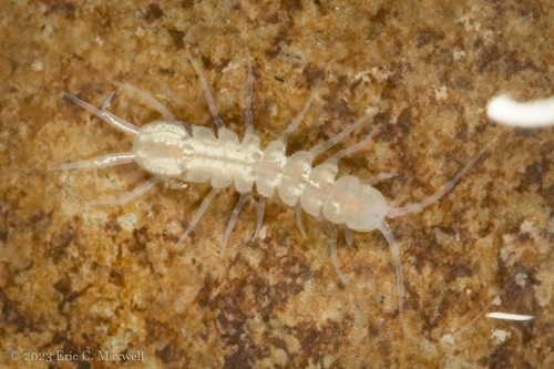Caecidotea stygia