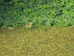 Hapalocrex flaviventer