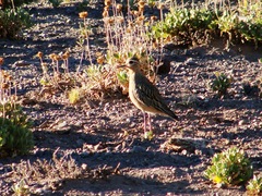 Oreopholus ruficollis