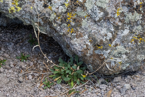 Tiehm's Rockcress (Boechera tiehmii)