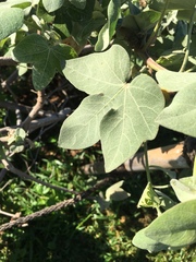 Gossypium tomentosum