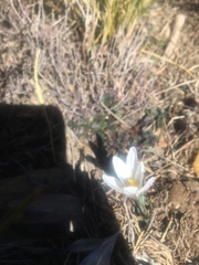 Crocus nevadensis