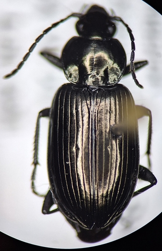Short-collared Harp Ground Beetle