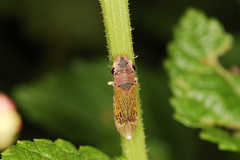 Oncometopia facialis