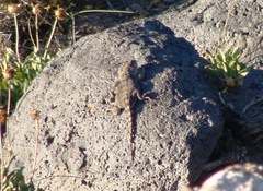 Diplolaemus leopardinus