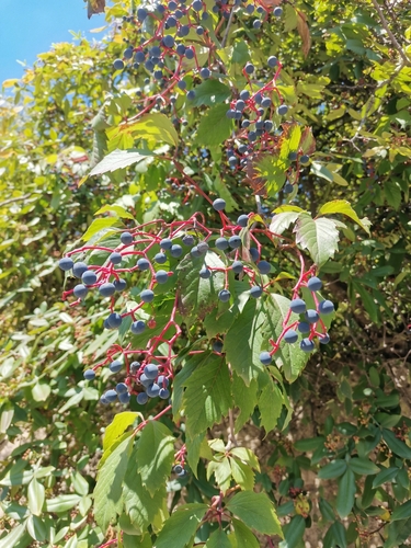 pavinič (Parthenocissus)