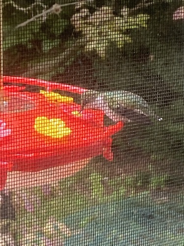 Ruby-throated Hummingbird photographed in Indiana