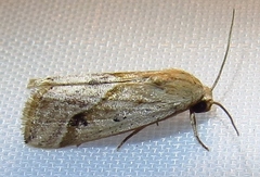 Micrathetis tecnion