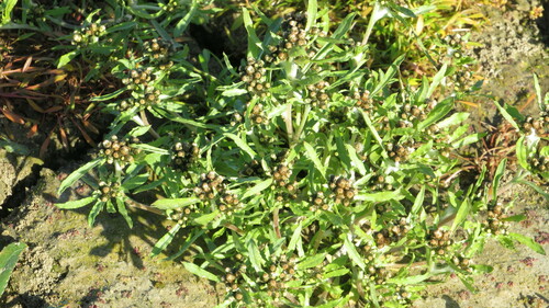 Gnaphalium pilulare (Gnaphalium pilulare)