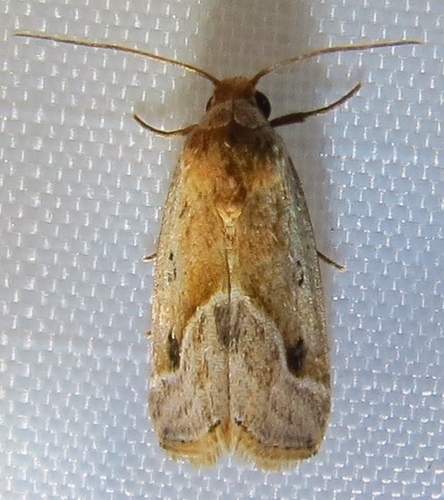 Micrathetis tecnion Dyar, 1914