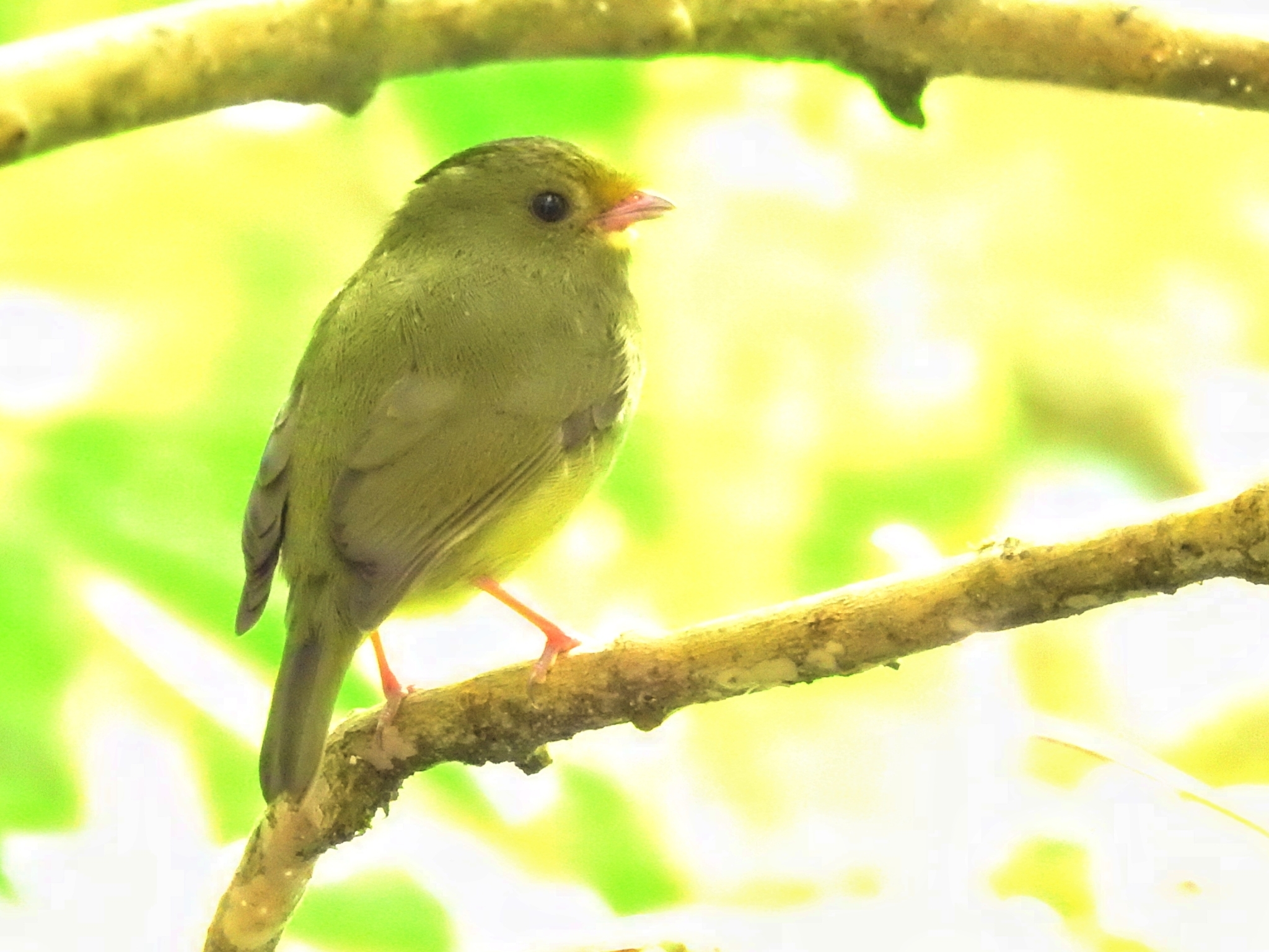 Golden-winged Manakin illustration