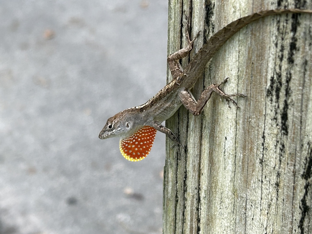 Brown Anole From University Of South Florida Tampa FL US On   Large 