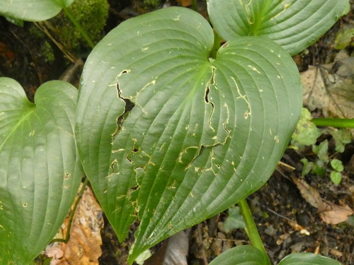 Hosta 3