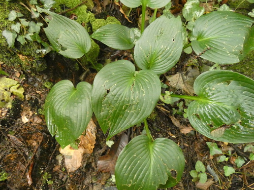 Hosta 4