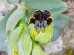 Ophrys fusca