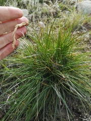 Poa secunda