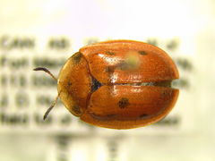 Jonthonota nigripes