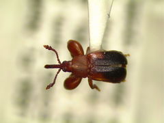 Rhopalotria slossoni