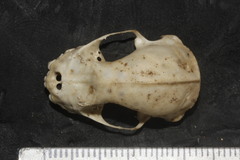 Artibeus jamaicensis paulus