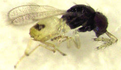Thripoctenus javae