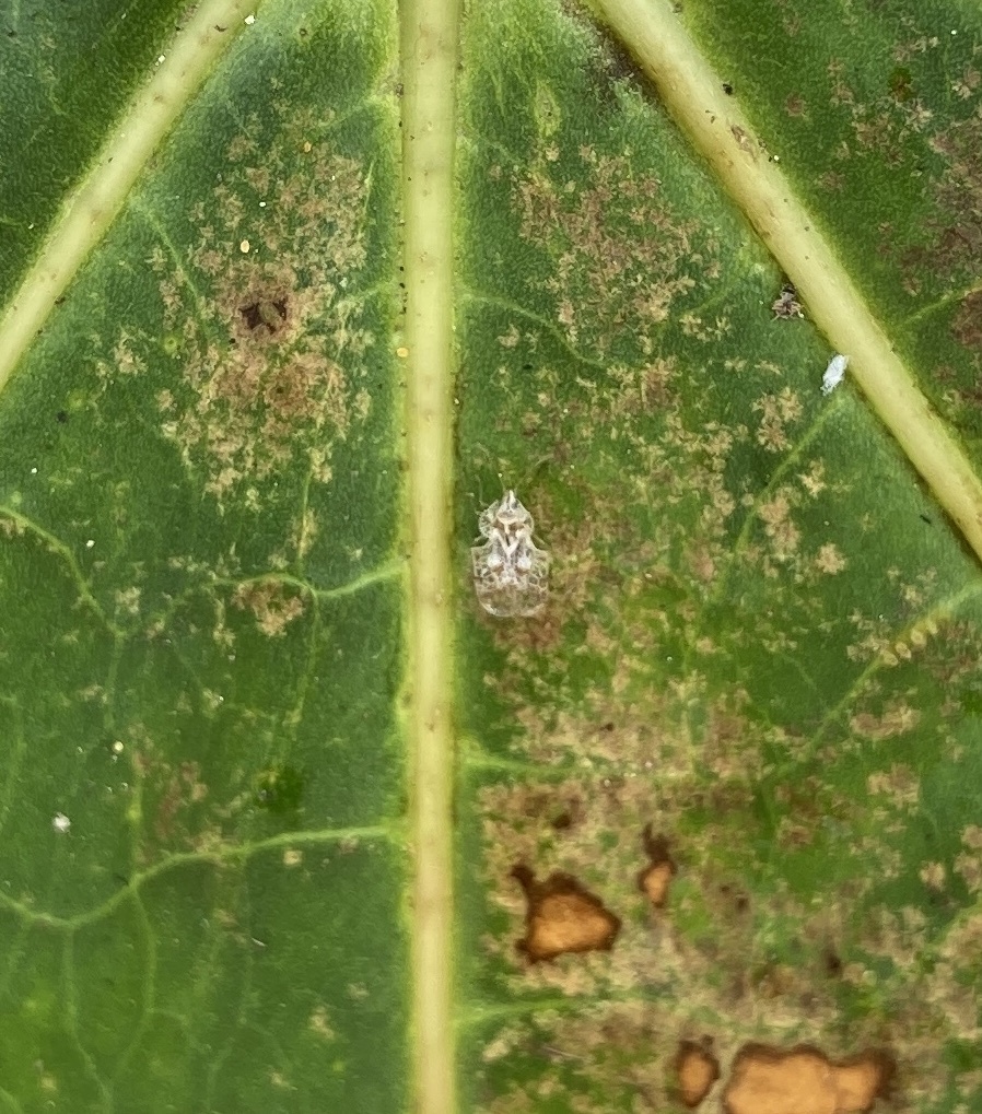cotton lace bug