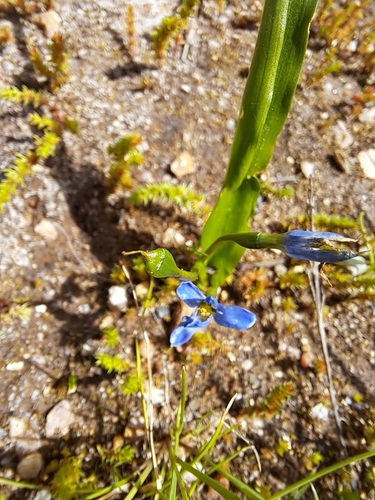 Image of Tecophilaea violiflora by (c) Matías, some rights reserved (CC BY)