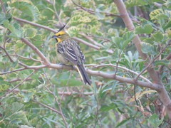 Gubernatrix cristata