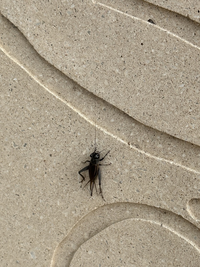 Fall Field Cricket from The University of Texas at San Antonio, San Antonio, TX, US on September