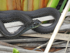 Thamnophis eques obscurus