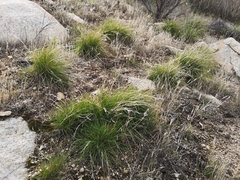 Poa secunda