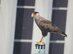 Caracara plancus