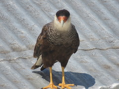 Caracara plancus