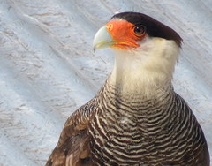 Caracara plancus