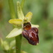 Early Spider-Orchid - Photo (c) Wolfgang Blum, some rights reserved (CC BY-NC), uploaded by Wolfgang Blum