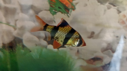 Ikan Sumatra