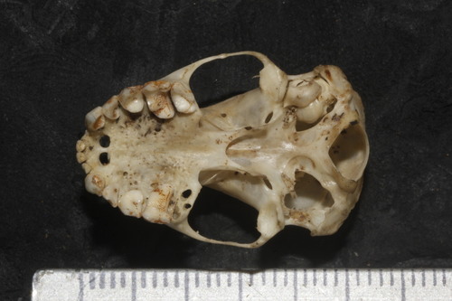 Jamaican Fruit-eating Bat