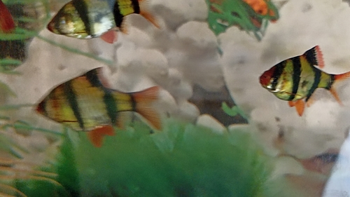 Ikan Sumatra