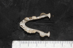 Artibeus jamaicensis paulus