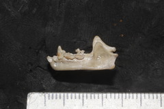 Artibeus jamaicensis paulus