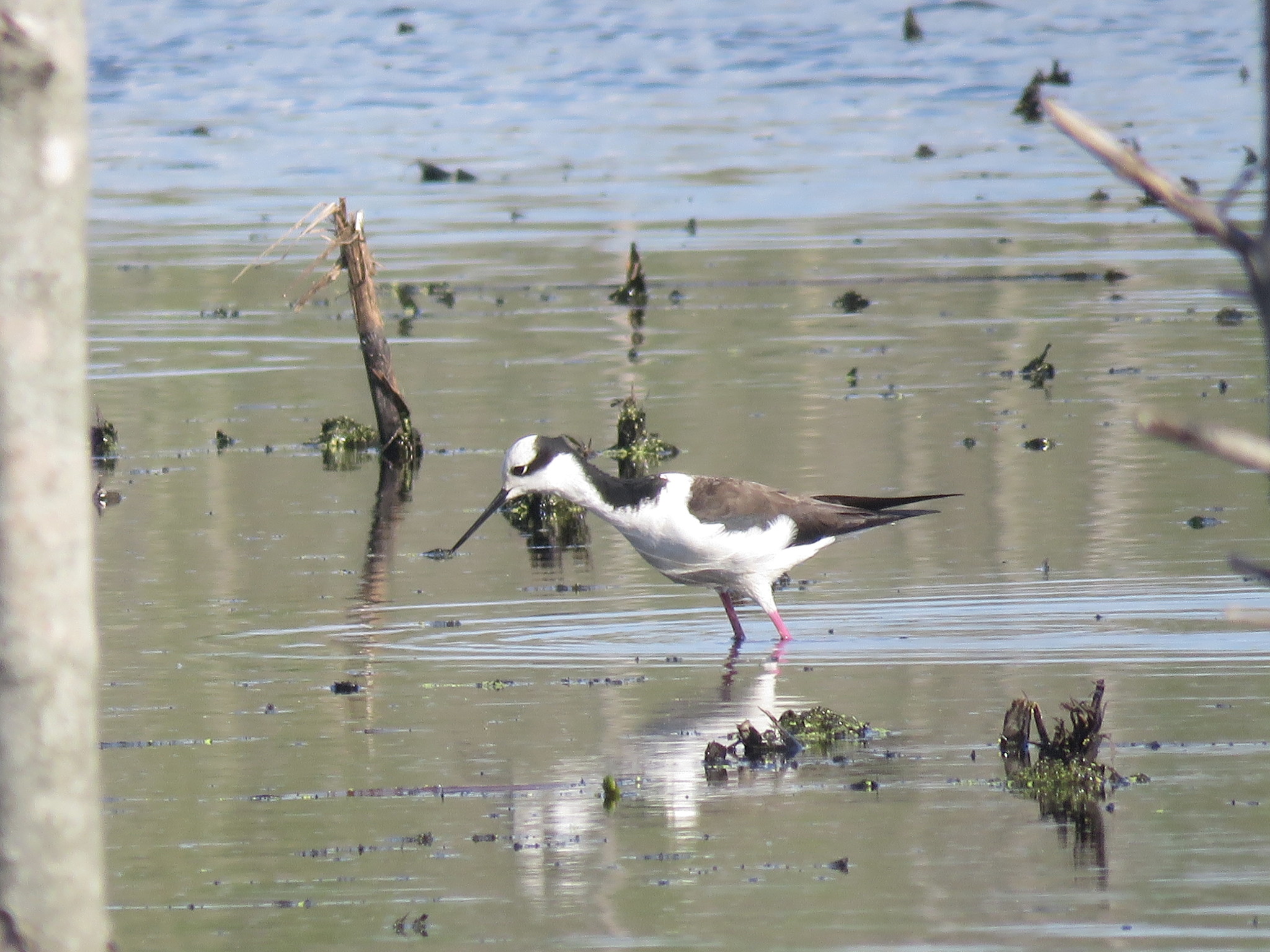 Black-necked Stilt