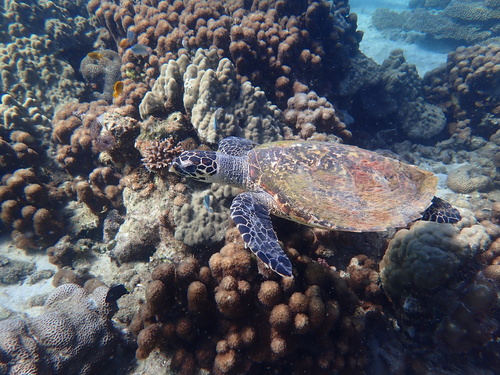 Hawksbill Sea Turtle