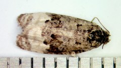 Apotomis capreana