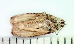 Apotomis capreana