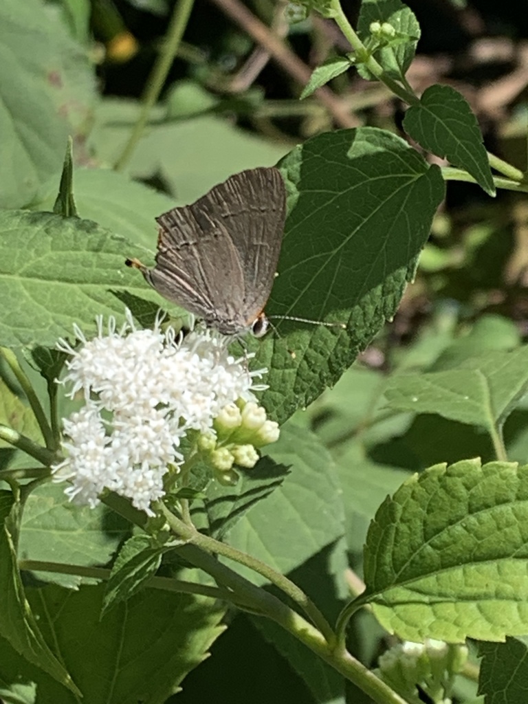 Gray Hairstreak from Ogden Ave, White Plains, NY, US on September 17